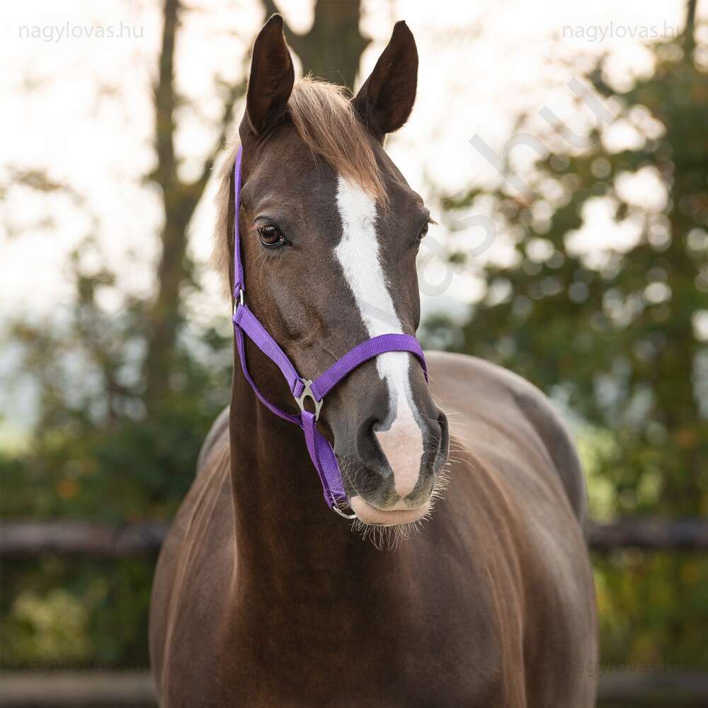 Kötőfék QHP gurtnis 