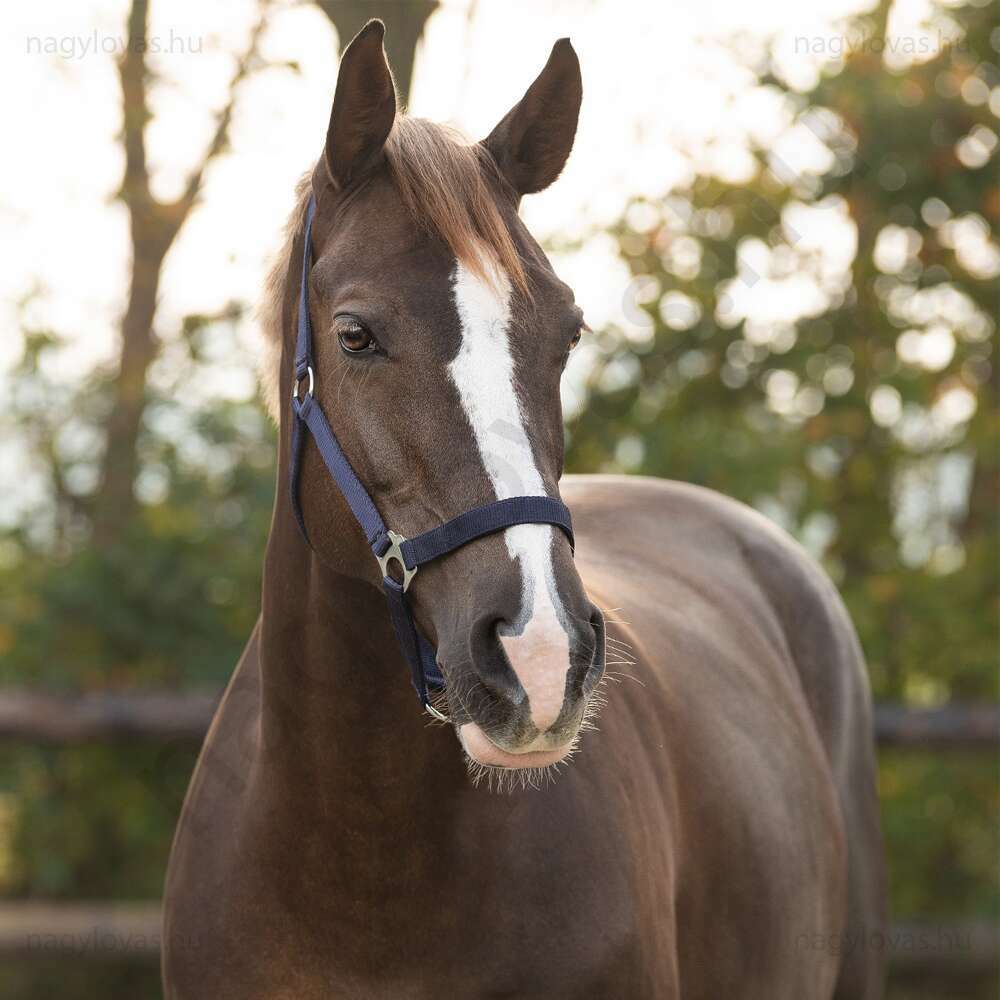 Kötőfék QHP gurtnis 