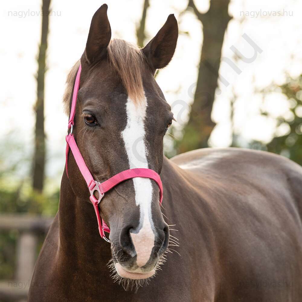 Kötőfék QHP gurtnis 