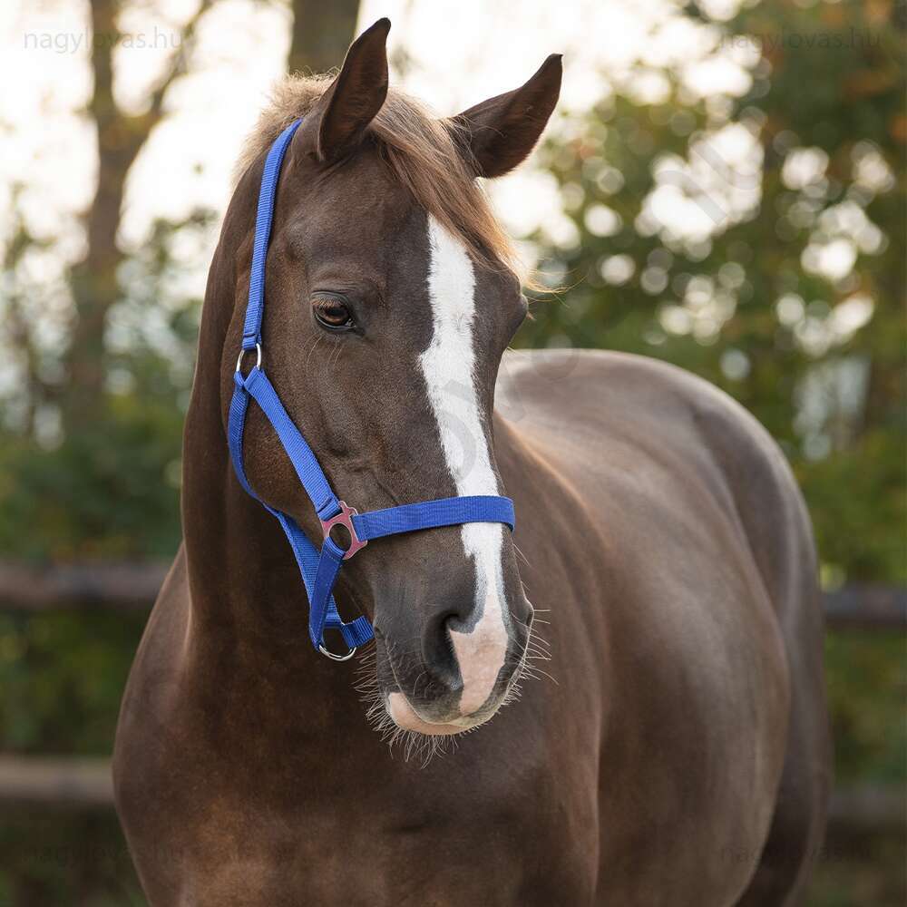 Kötőfék QHP gurtnis 