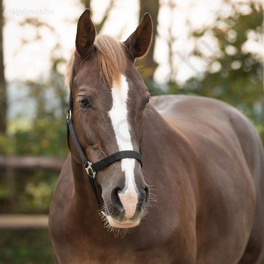 Kötőfék QHP gurtnis 