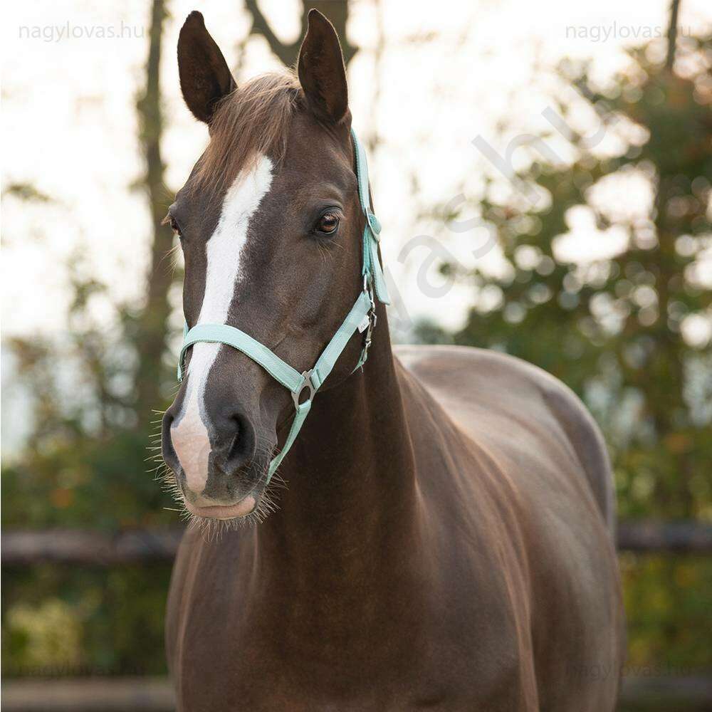 Kötőfék QHP gurtnis 