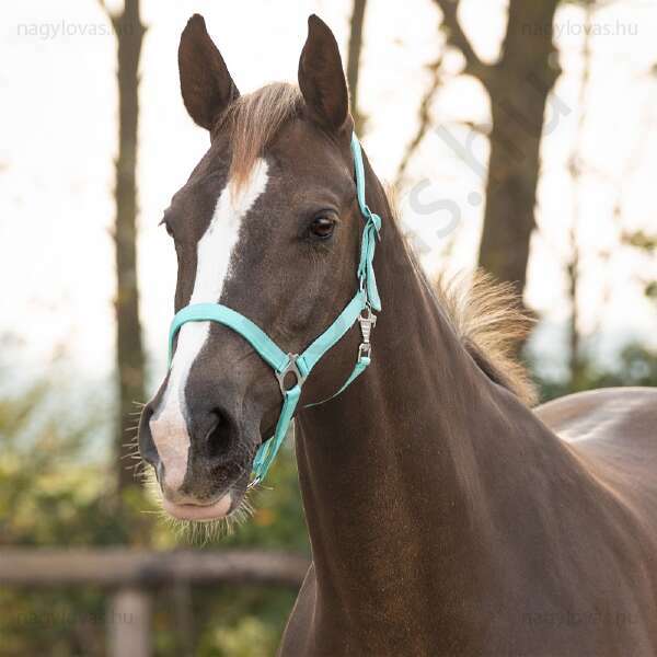 Gurtnis Kötőfék QHP 