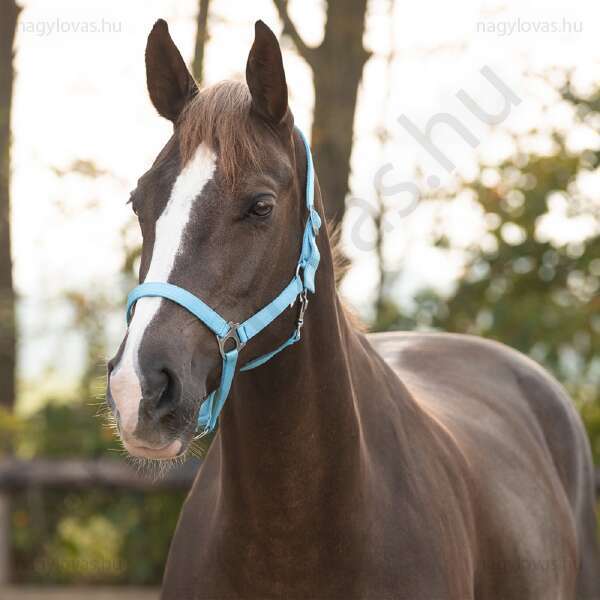 Kötőfék QHP gurtnis 