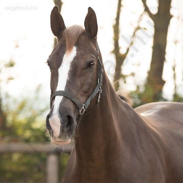 Kötőfék QHP gurtnis 