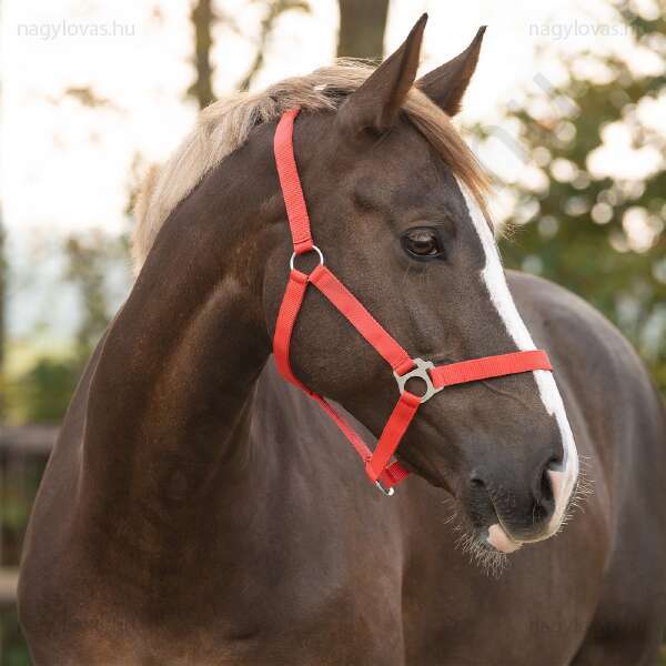 Kötőfék QHP gurtnis 