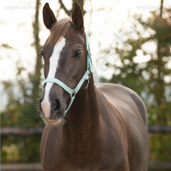 Kötőfék QHP gurtnis 